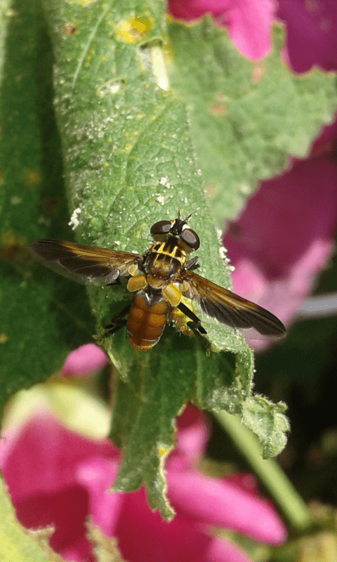 Trichopoda pennipes (Tachinidae)? S